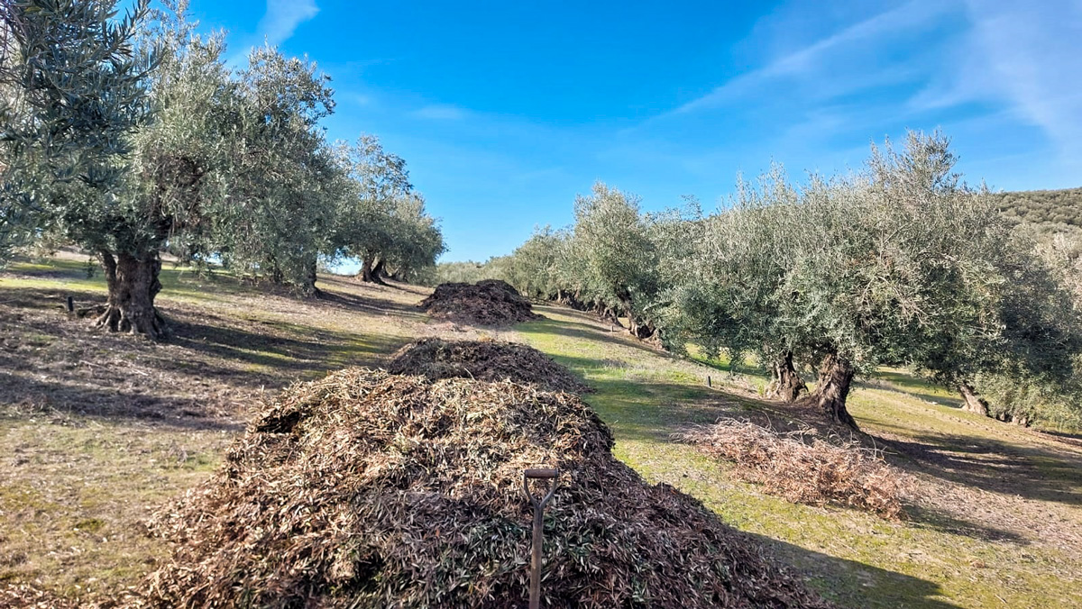 olivar ecologico hoja de olivo